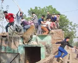 Leopard Enters Home in Delhi's Wazirabad Area, Injures Three
