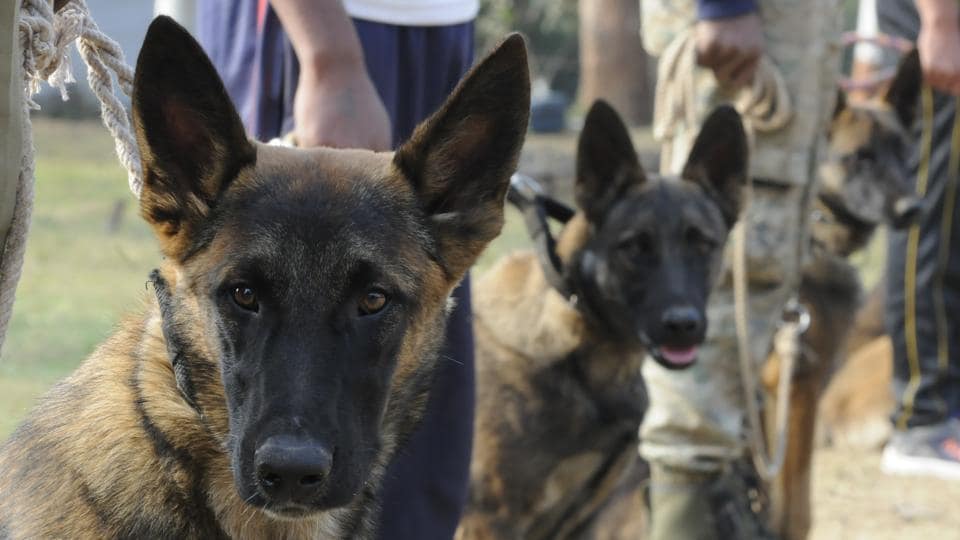 "Pench Tiger Reserve to Deploy 'Super Sniffers' for Anti-Poaching Operations"