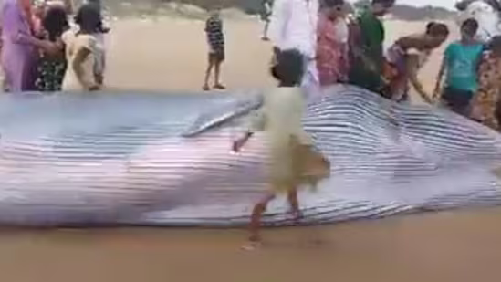 Blue whale washed up on the shores of Andhra Pradesh(Twitter)