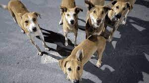 "High Court Reviews NMC's Efforts to Control Stray Dog Menace"