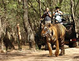 Jungle Safari to Re-Open at Pench Bor & UPK Sanctuary from Today